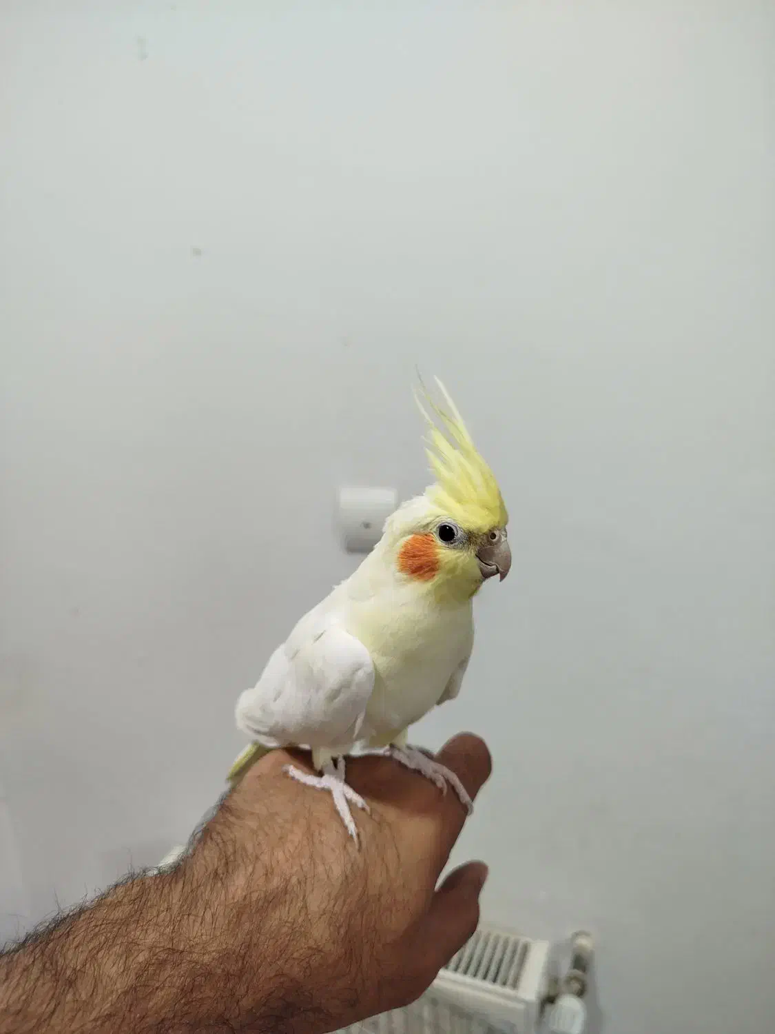 عروس هلندی|پرنده|قم, پردیسان|دیوار