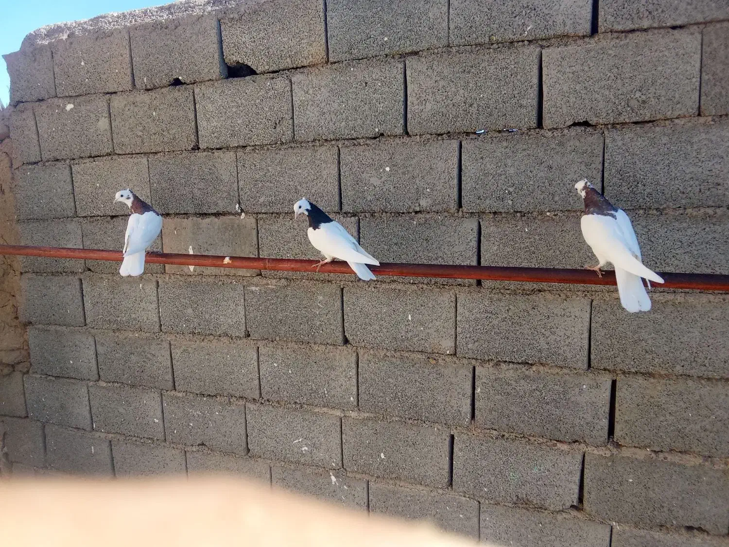 کبوتر طوقی|پرنده|جوین, |دیوار