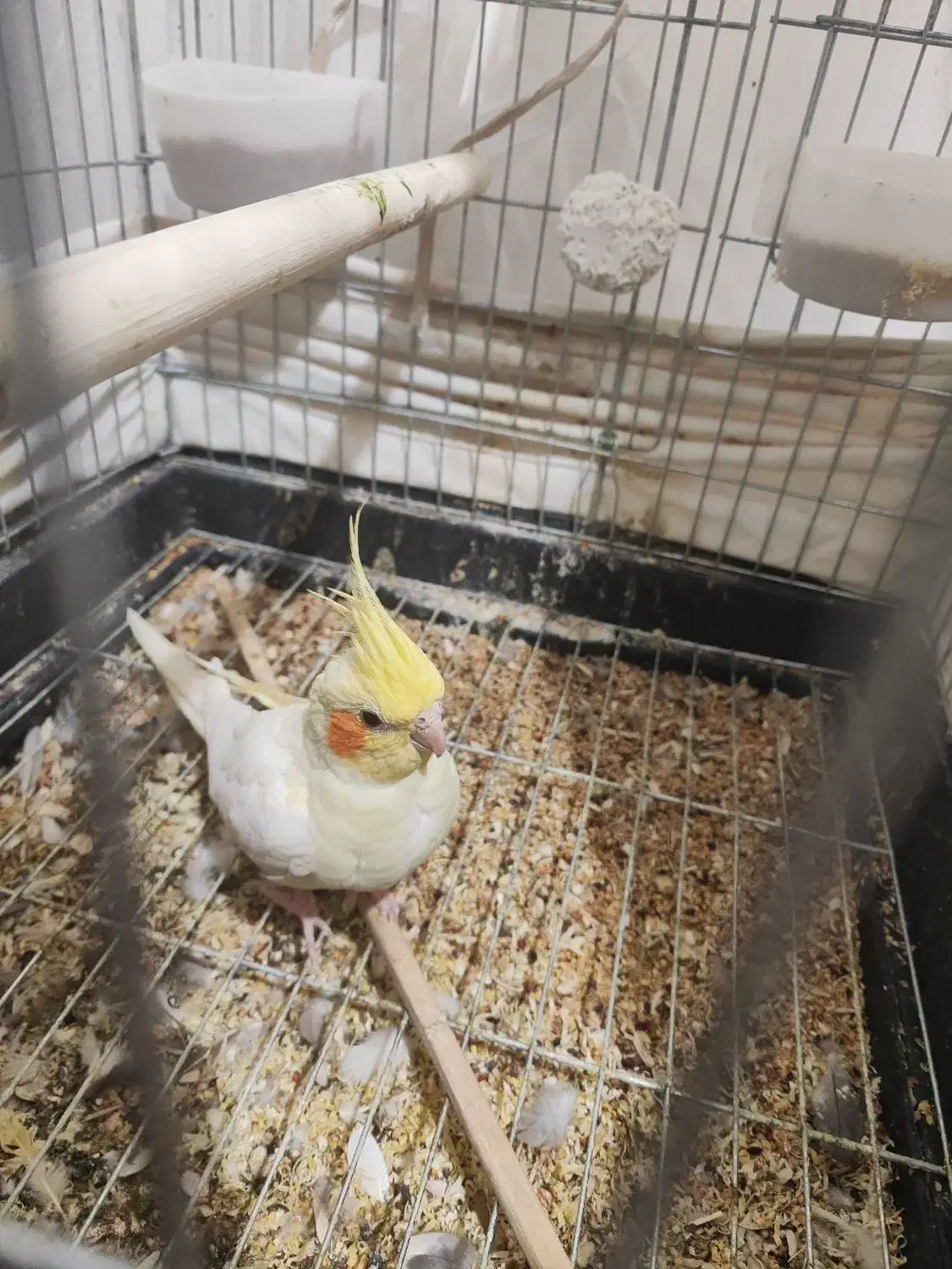 عروس هلندی|پرنده|بم, |دیوار