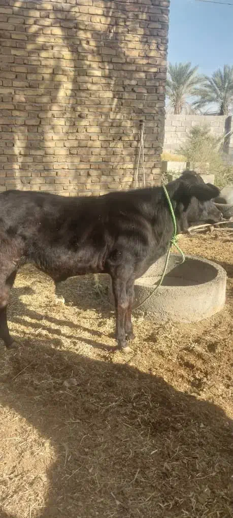 دوتا گوساله نر|حیوانات مزرعه|جیرفت, |دیوار