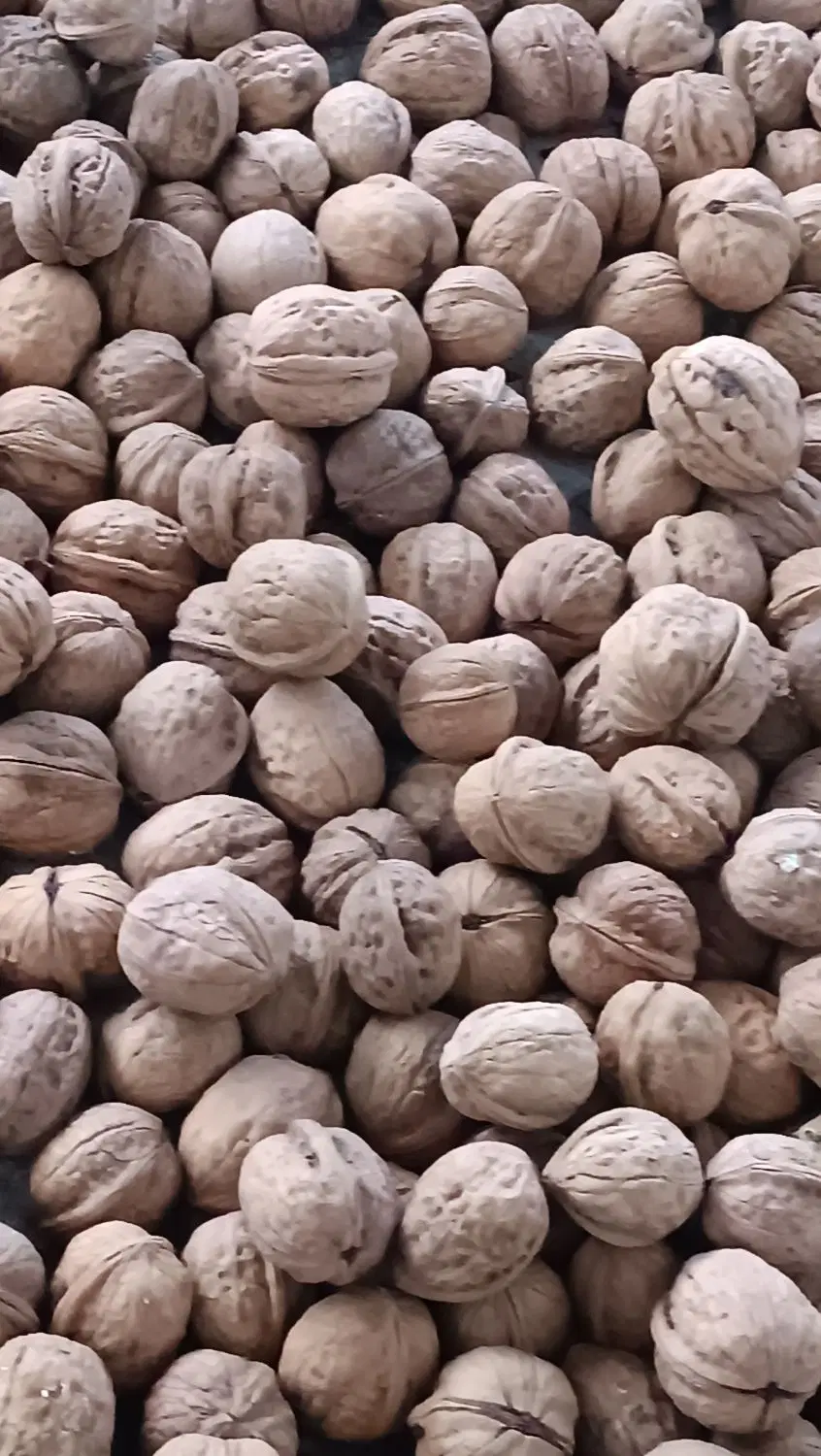 گردو|خوردنی و آشامیدنی|دامغان, |دیوار