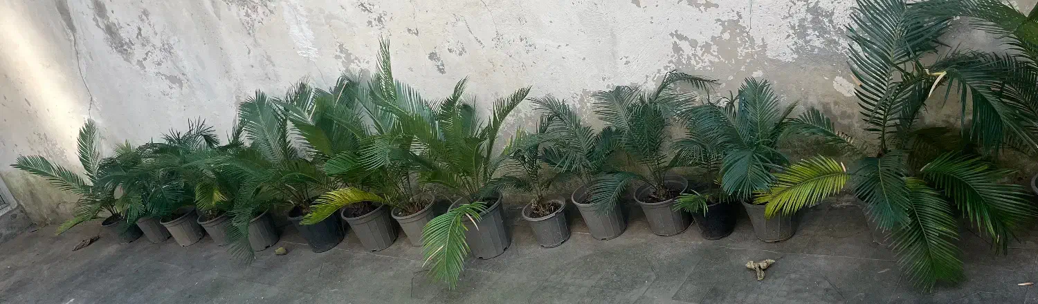 فروش گل سیکاس|گل و گیاه طبیعی|رشت, لاکانی|دیوار