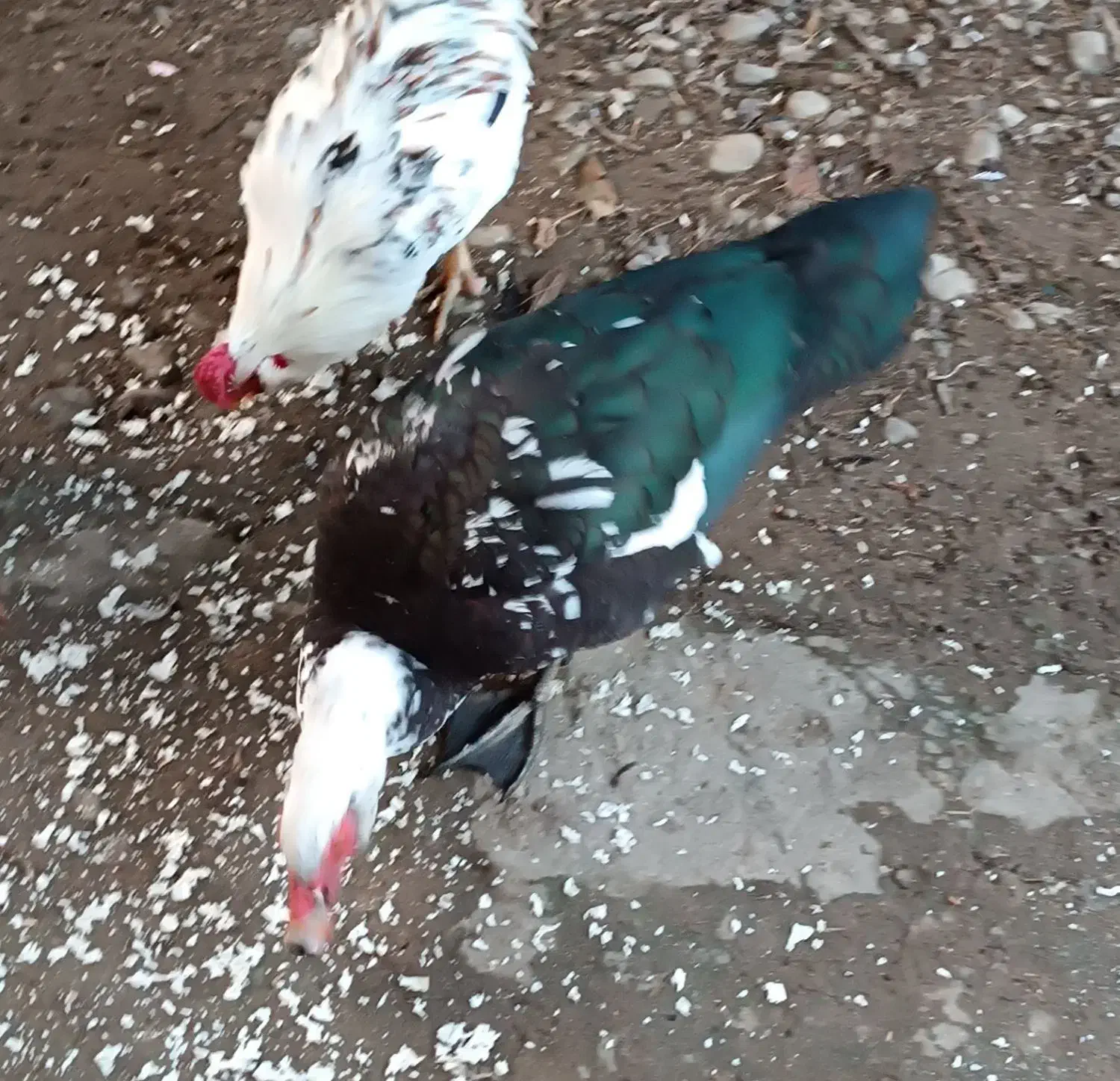 اردک اسراییلی|حیوانات مزرعه|طاهرگوراب, |دیوار