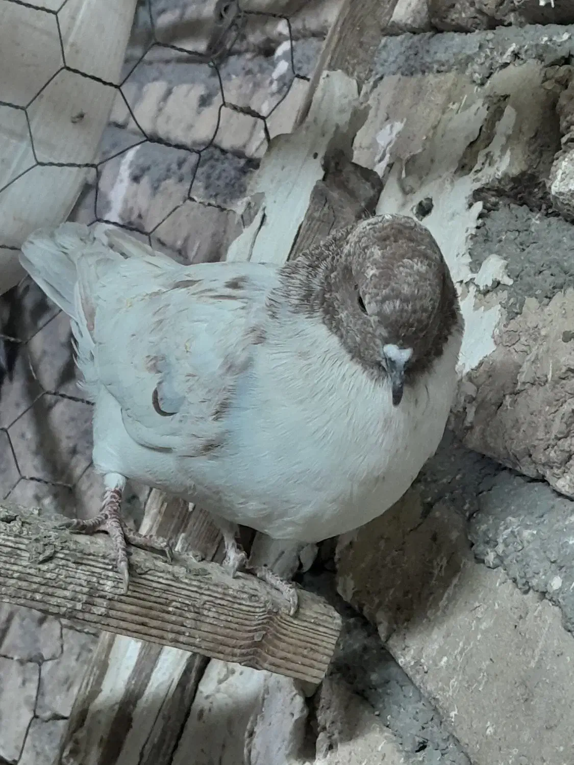 کفتر فروشی|پرنده|چهاردانگه (تهران), |دیوار