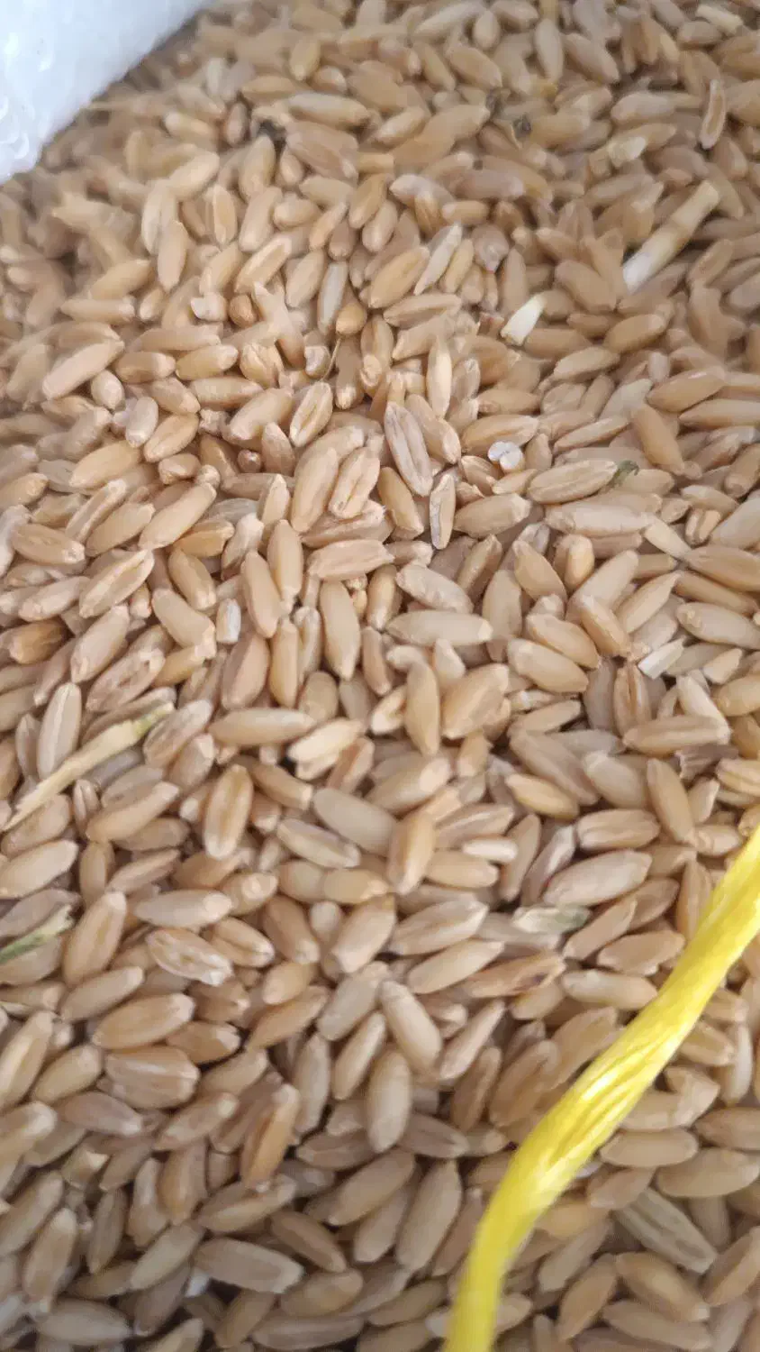 گندم دیم برای بذر|خوردنی و آشامیدنی|شیراز, شهرک امیر کبیر|دیوار