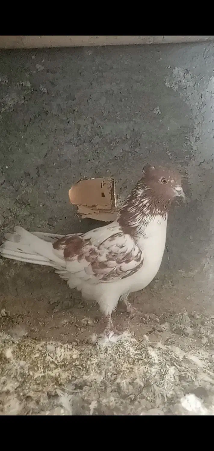 نر وماده پرش سنگین ومیلو بازی دار|پرنده|لاران, |دیوار