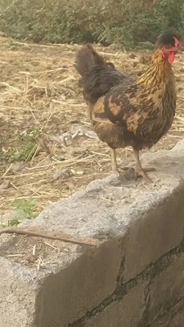 فروش اردک ،مرغ و خروس محلی|حیوانات مزرعه|ضیابر, |دیوار