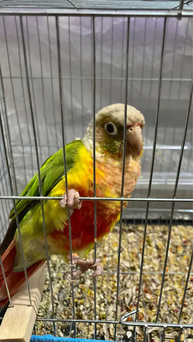 گرینچیک نر|پرنده|آمل, |دیوار