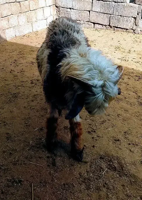 بره شیری|حیوانات مزرعه|اردل, |دیوار