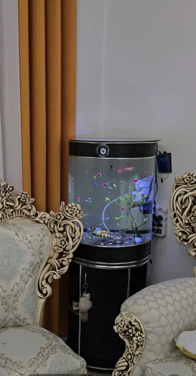 آکواریوم|ماهی|تبریز, |دیوار