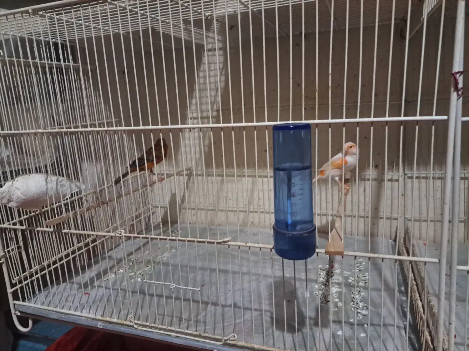 نر اگات سرخ و ماده موزاییکی اورجینال|پرنده|مشهد, بهارستان|دیوار