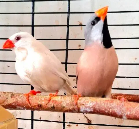 فنچ کرواتی جفت مولد|پرنده|تهران, دبستان|دیوار