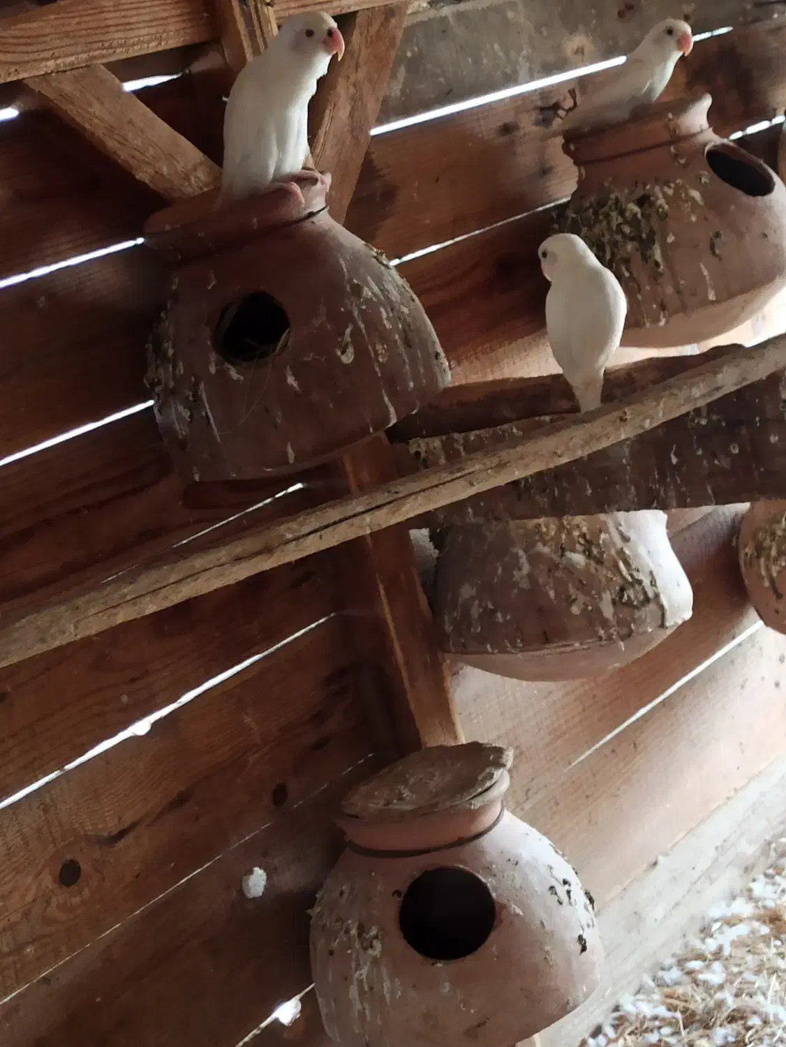 فروش چند جفت کوتوله سفید|پرنده|چابهار, |دیوار