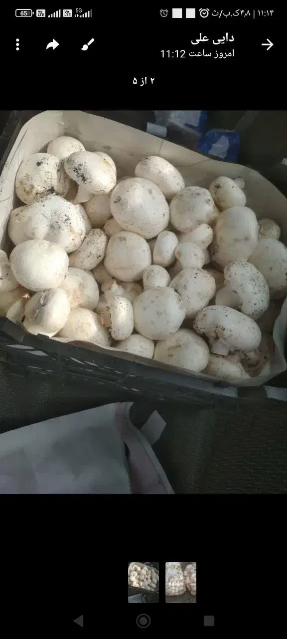 قارچ|خوردنی و آشامیدنی|مشهد, ایثارگران|دیوار