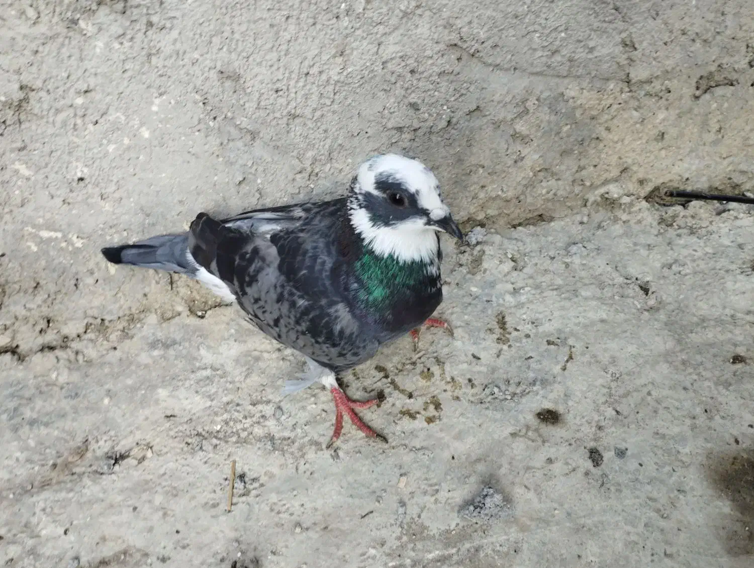 فروش کبوتر|پرنده|بندر ترکمن, |دیوار