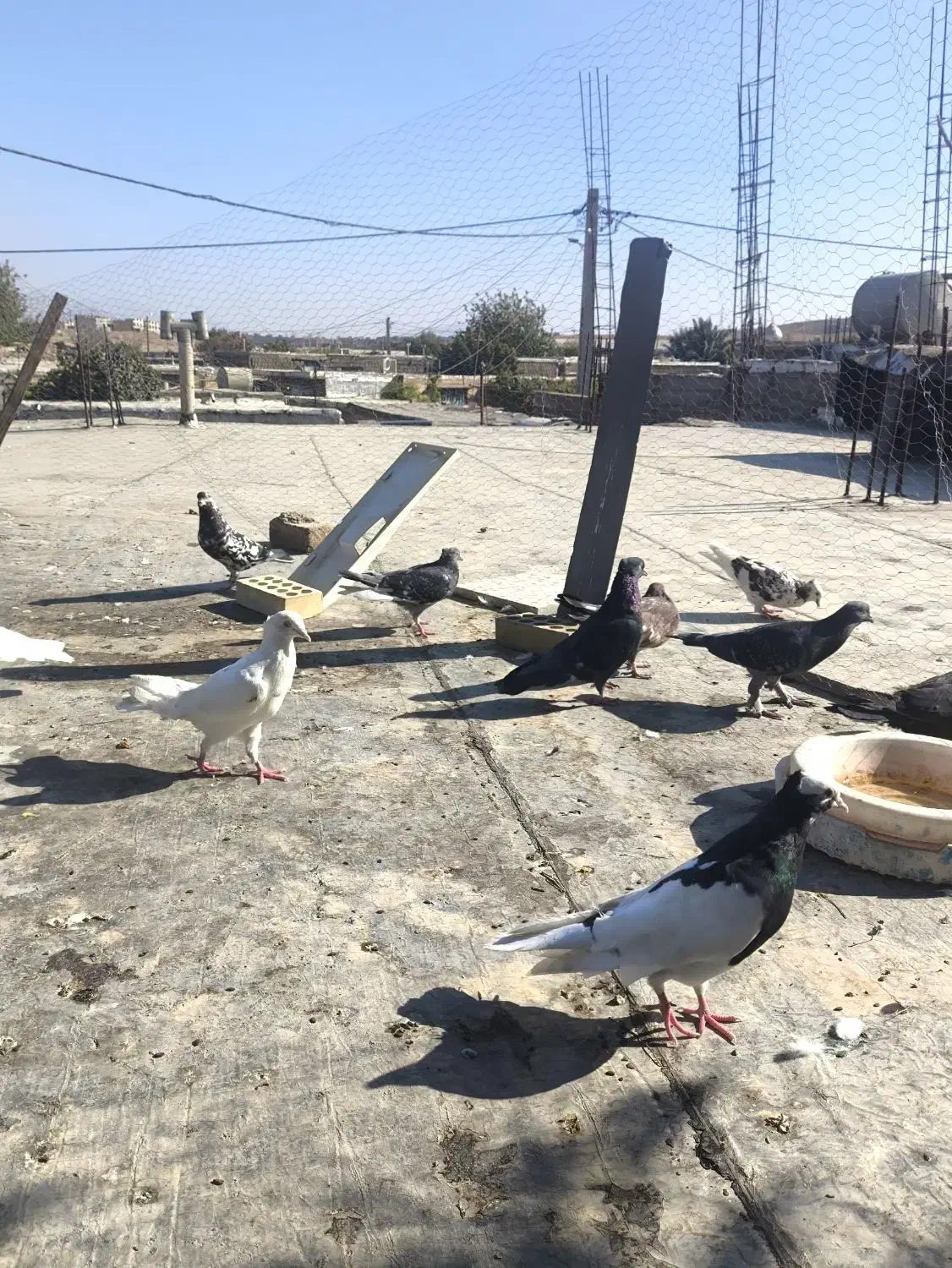 کبوتر ۱۲عددهمش فقط یک ملیون این قیمت تا پاین امروز|پرنده|دهدشت, |دیوار
