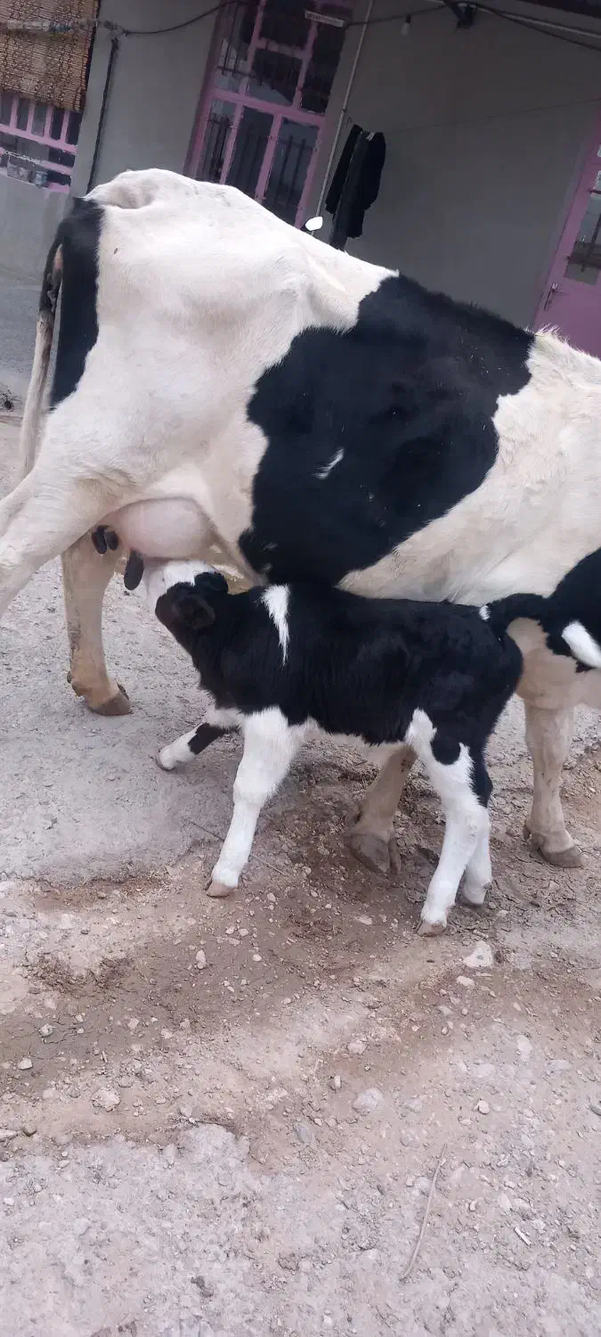 گاو با گوساله ماده|حیوانات مزرعه|مهران (ایلام), |دیوار
