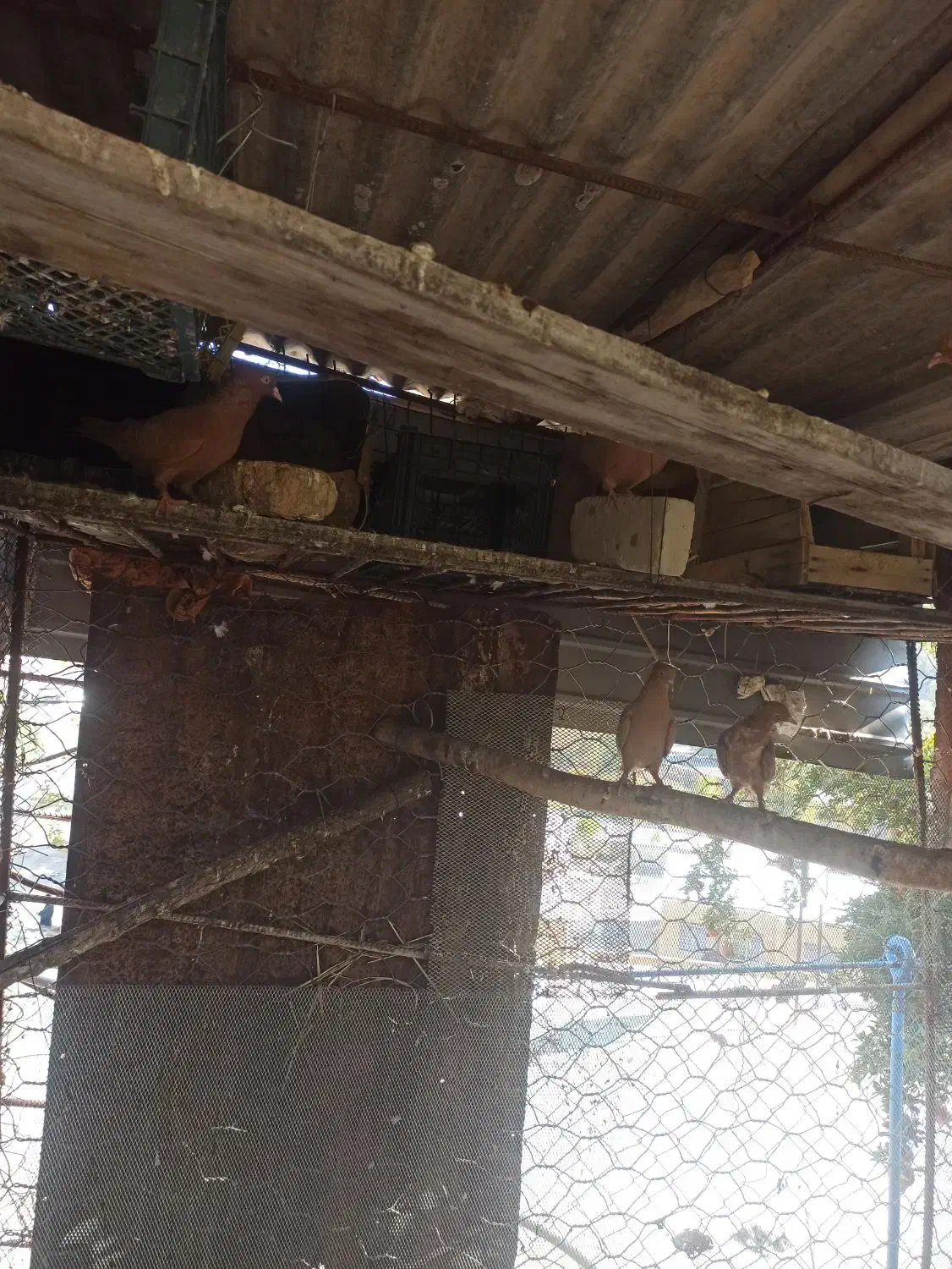 کبوتر|پرنده|بدره, |دیوار