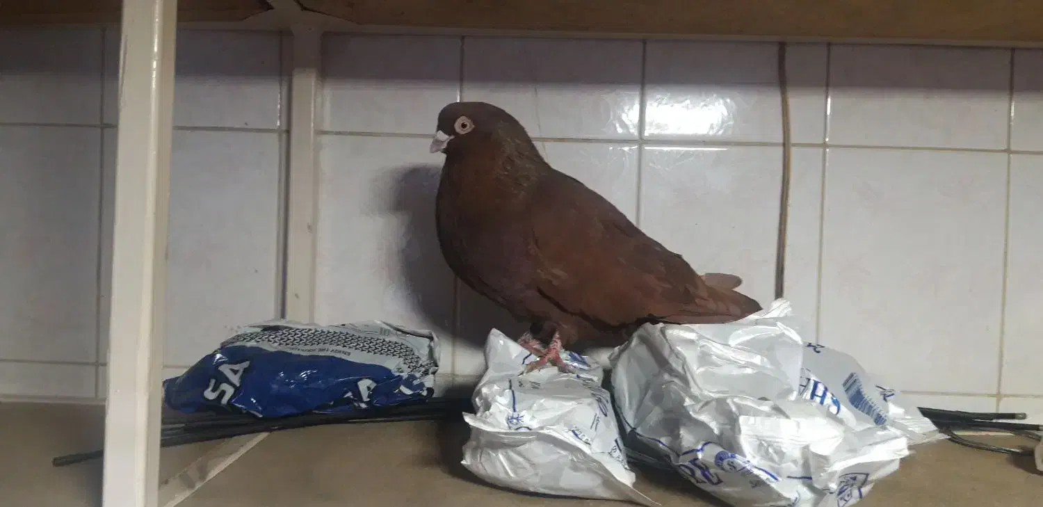 کبوتر صرب|پرنده|میاندوآب, |دیوار