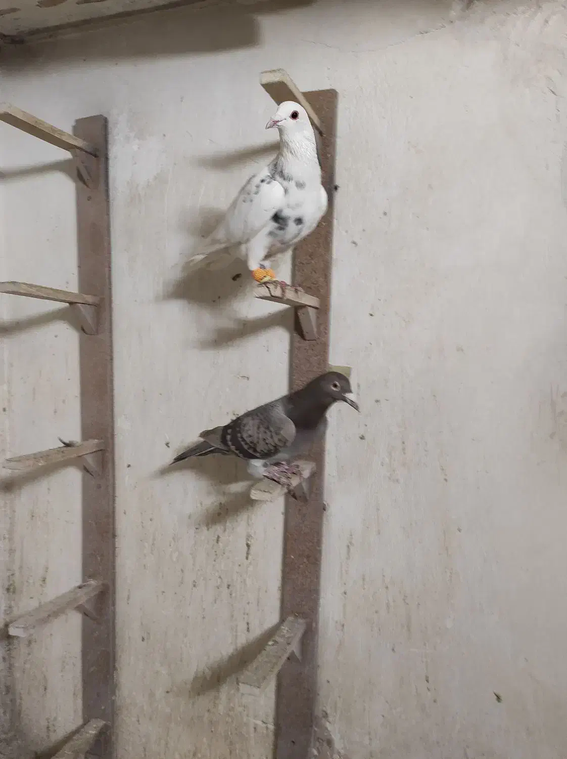 هفرنگ|پرنده|اقبالیه, |دیوار