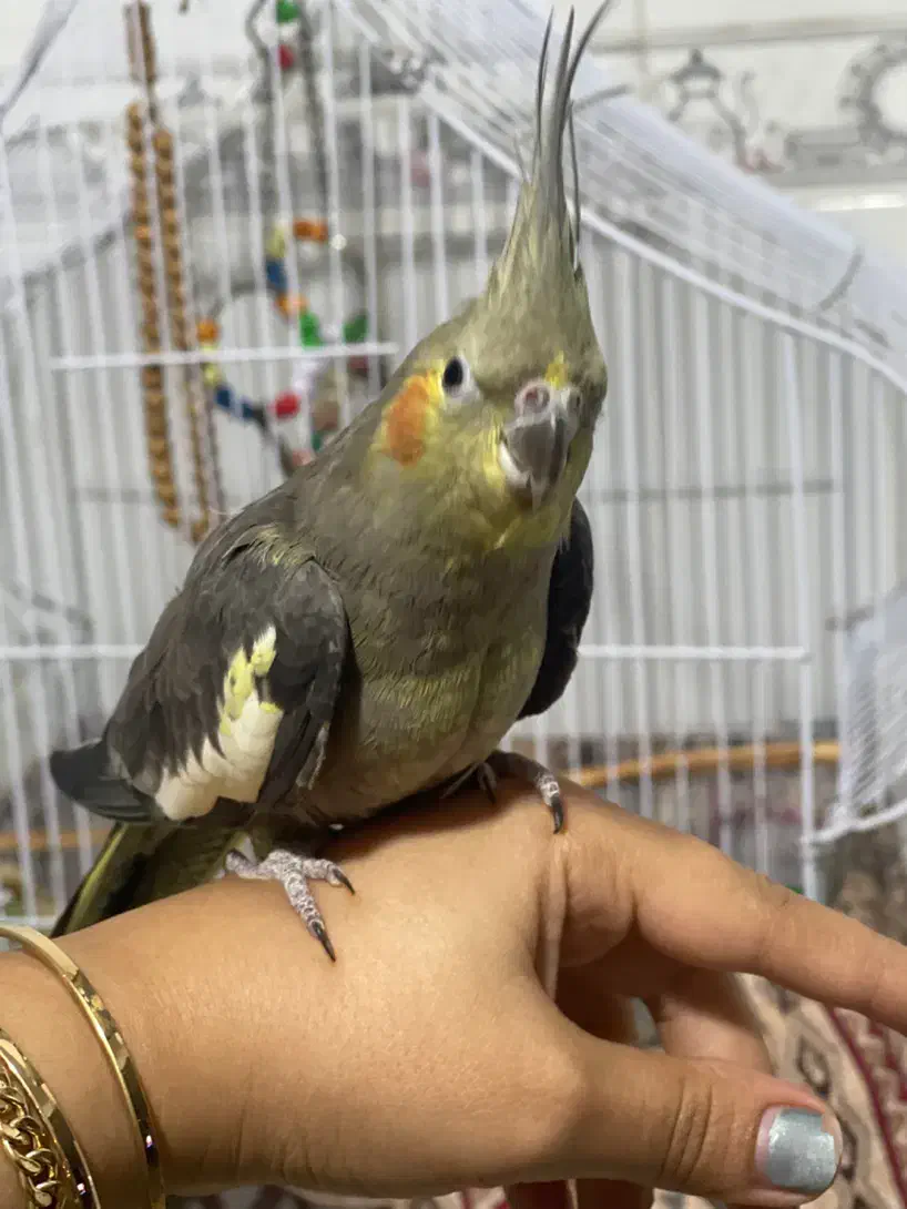 طوطی عروس رام|پرنده|رشت, گیل|دیوار