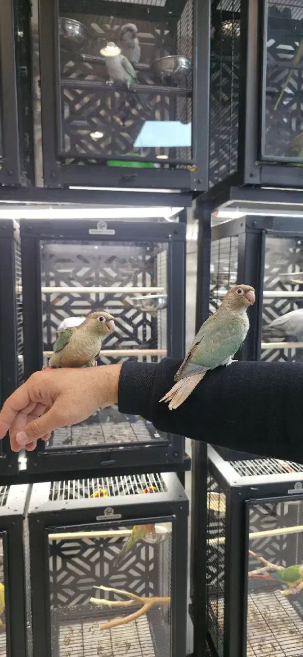 گرینچیک سرلاکی و دون خور|پرنده|مشهد, آبکوه|دیوار