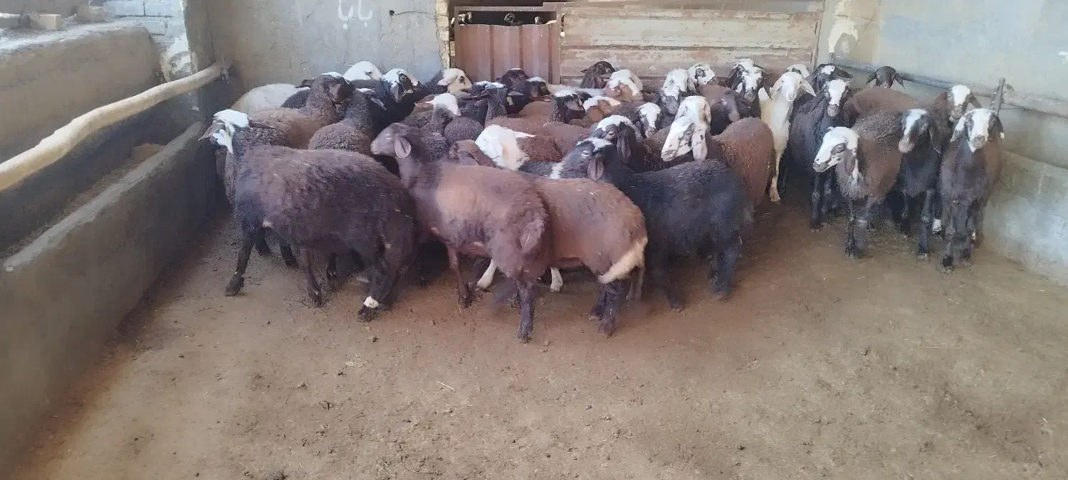 بره نره و ماده مناسب پروار و داشت|حیوانات مزرعه|گلپایگان, |دیوار