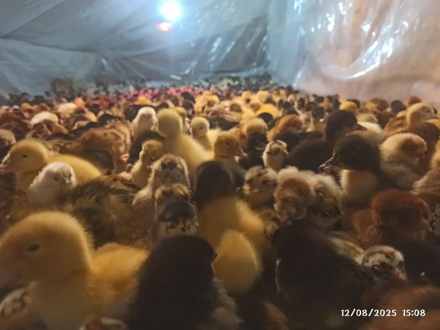 جوجه گلپایگان اصلاح نژاد و جهادی|حیوانات مزرعه|مشهد, رضاشهر|دیوار