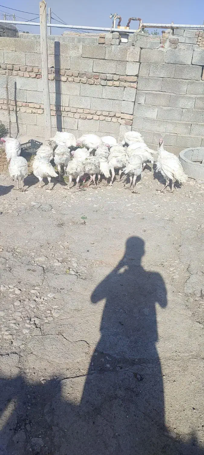 بوقلمون نر درجه ۱|حیوانات مزرعه|کرمانشاه, |دیوار