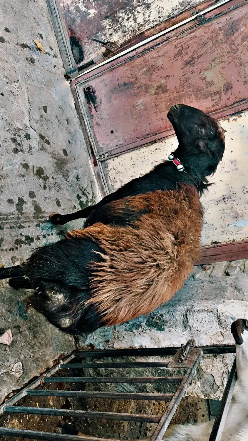 قوچ قره قزل|حیوانات مزرعه|صحنه, |دیوار