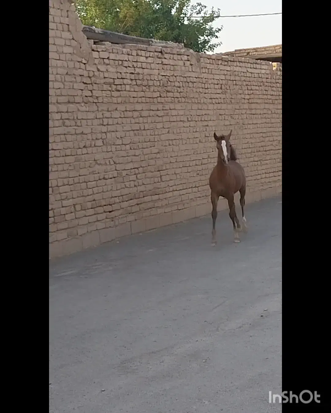 کره مادیان|اسب و تجهیزات اسب‌سواری|فلاورجان, |دیوار