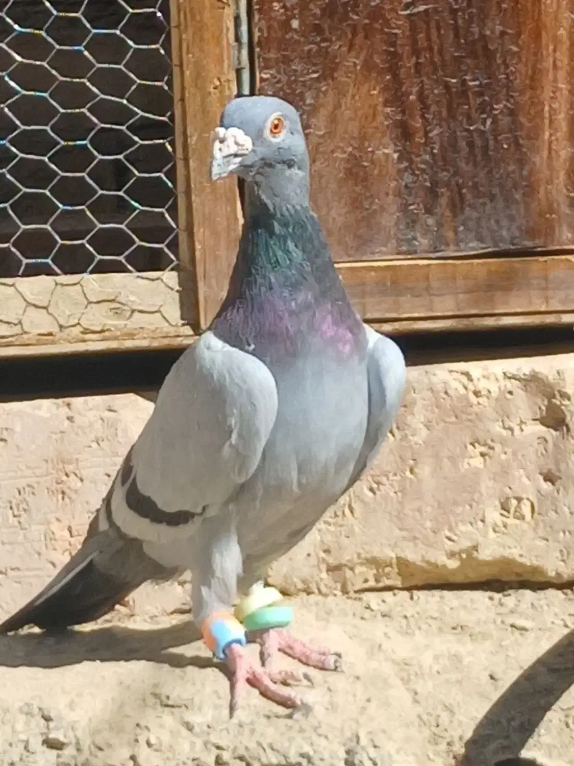 خروس  کفتر|پرنده|سراوان, |دیوار