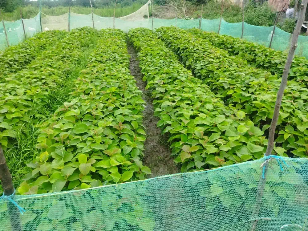 نهالستان کیوی درجه یک|گل و گیاه طبیعی|حویق, |دیوار