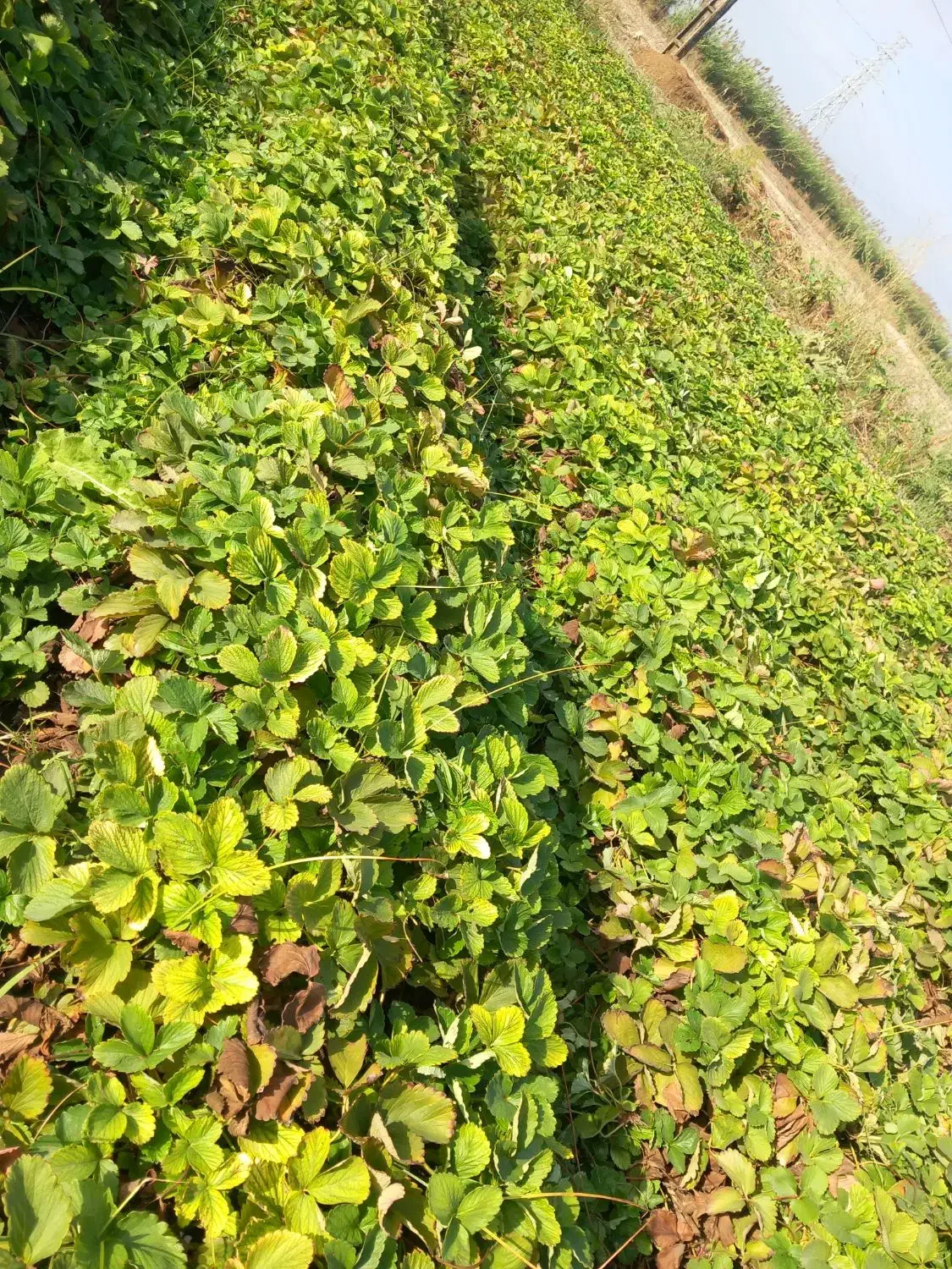 بذر توت فرنگی کاماروس . سابرینا|گل و گیاه طبیعی|علیآباد کتول, |دیوار