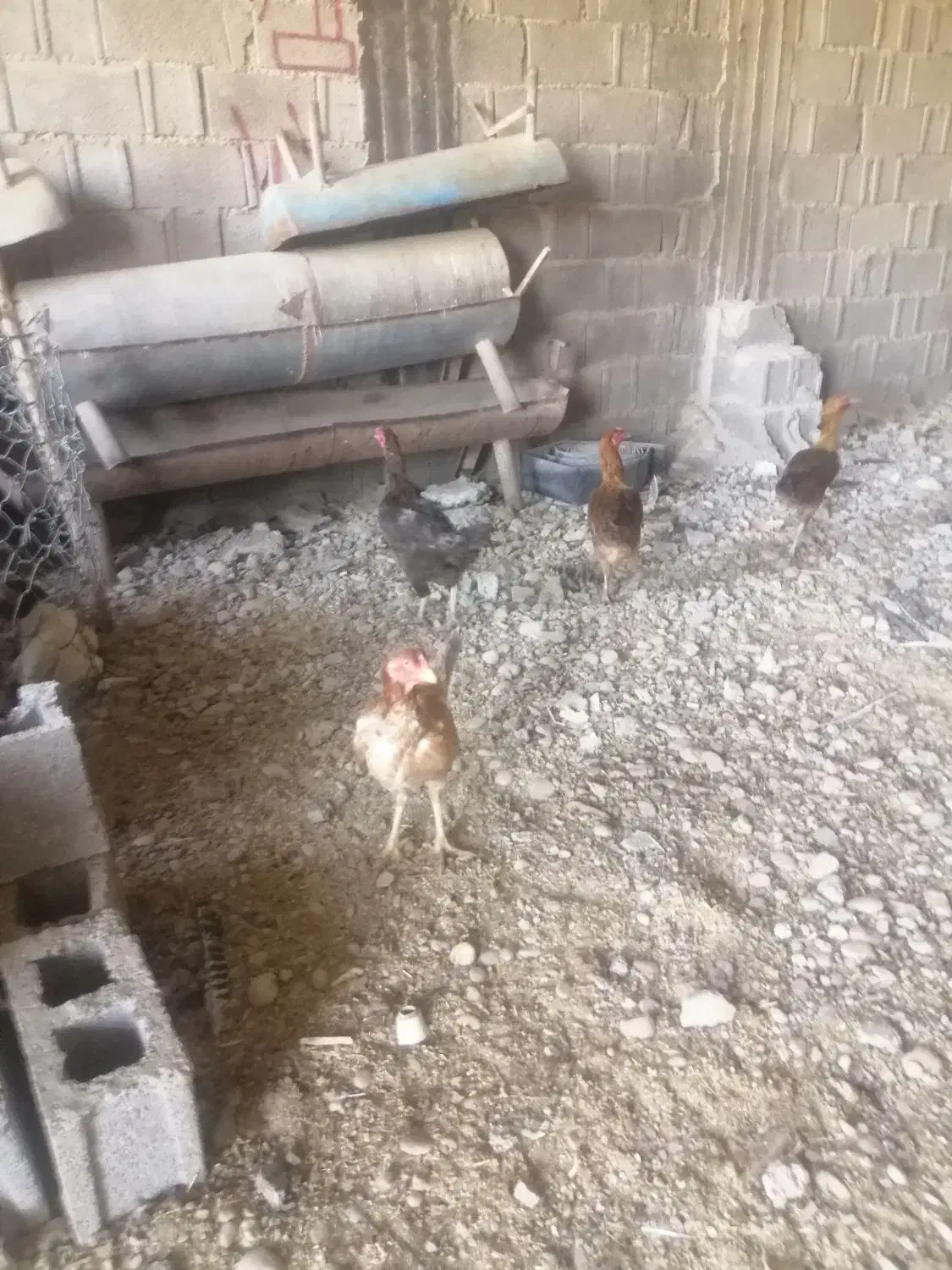 تخم نطفه دار لاری و دورگ لاری|حیوانات مزرعه|شبانکاره, |دیوار