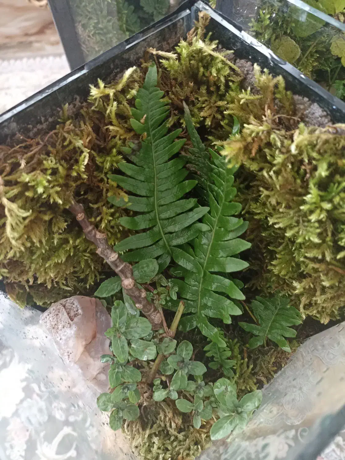 تراریوم هدیه ای خاص|گل و گیاه طبیعی|شاهرود, |دیوار