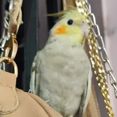 عروس پاریس|پرنده|کارون, |دیوار