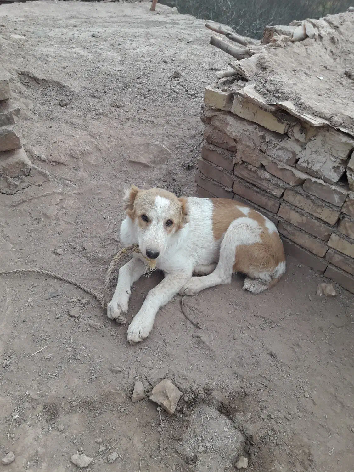 توله‌ماده‌۴ماه|سگ|رادکان, |دیوار