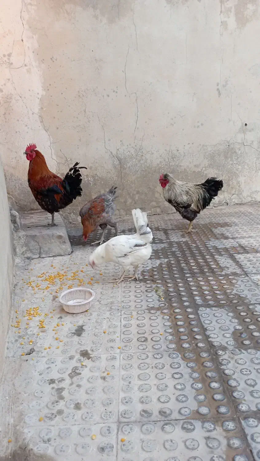 مرغ و خروس همشون باهم میفروشم|حیوانات مزرعه|ملکشاهی, |دیوار