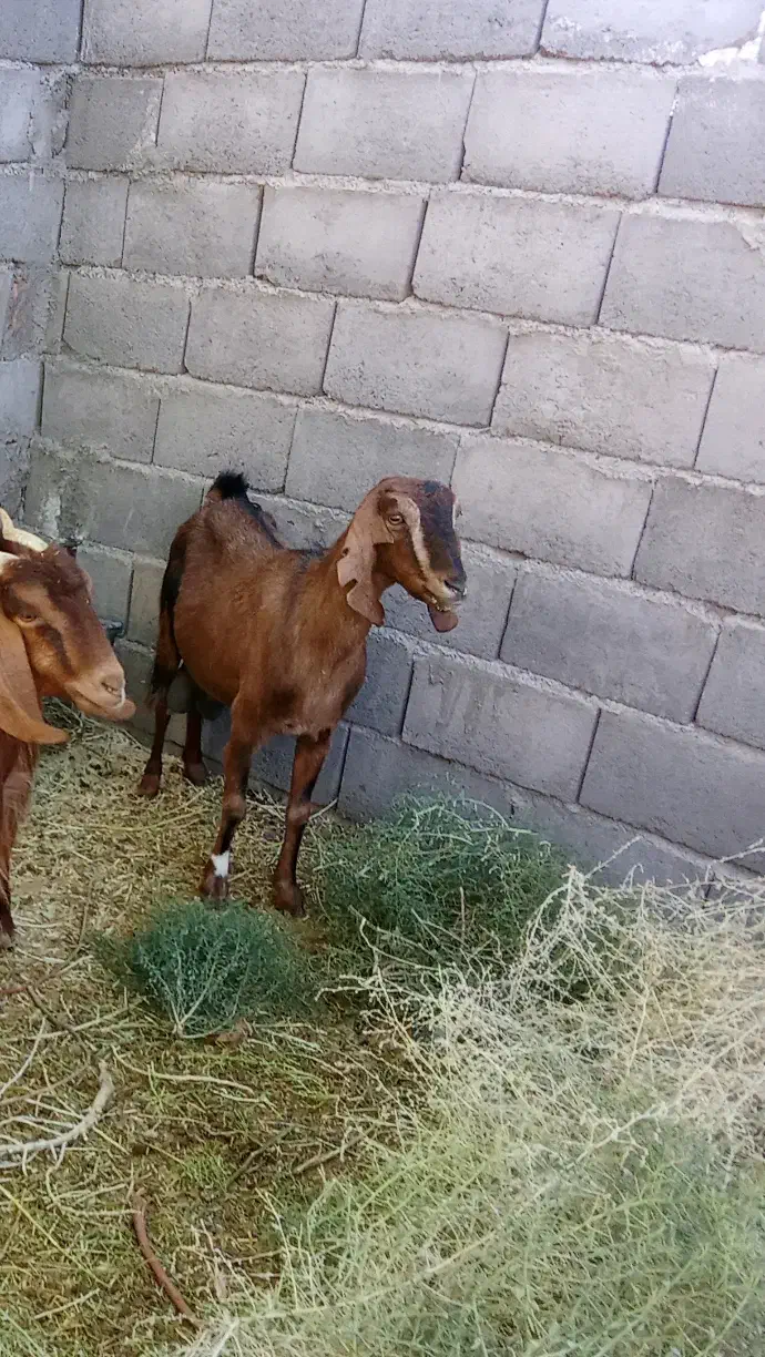 بز دورگ آلپاین|حیوانات مزرعه|بجستان, |دیوار