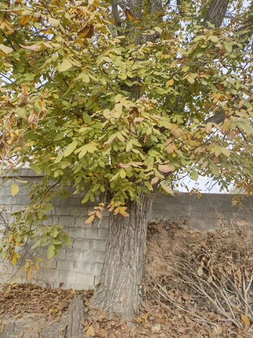 فروش چوب گردو|گل و گیاه طبیعی|سیدان, |دیوار