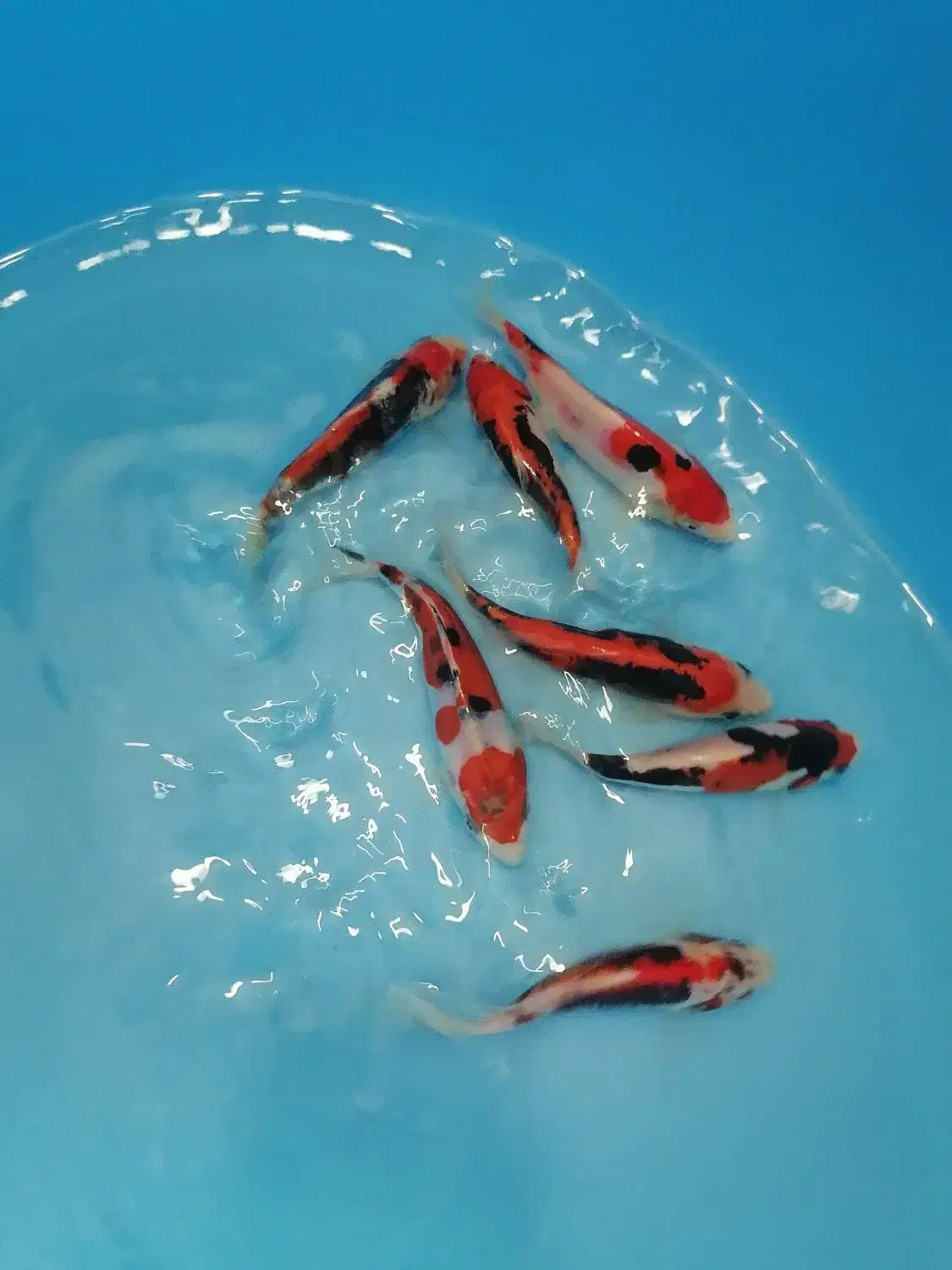 ماهی کوی نژاد|ماهی|یزد, |دیوار