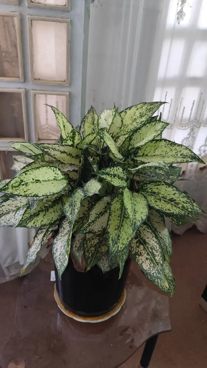 گل آپارتمانی|گل و گیاه طبیعی|قم, هفت تیر|دیوار