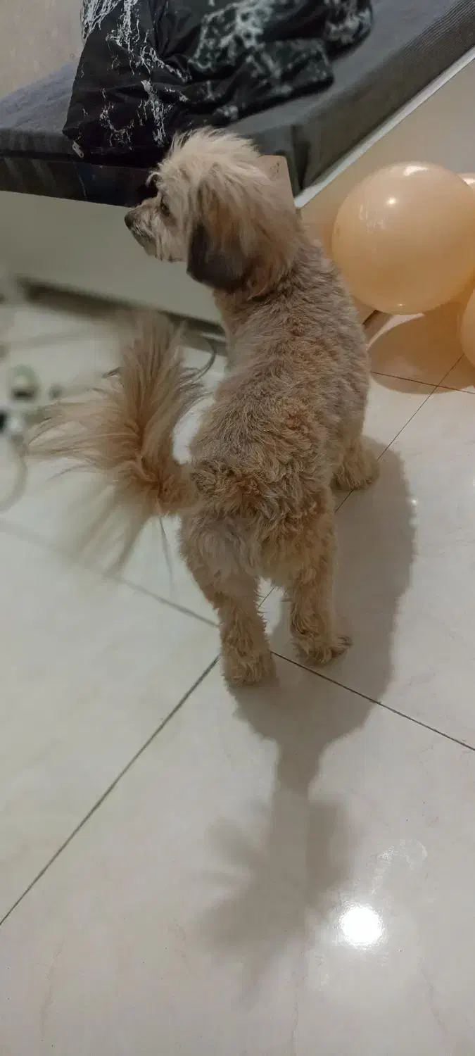 شیتزو نر|سگ|ری, شهرری|دیوار