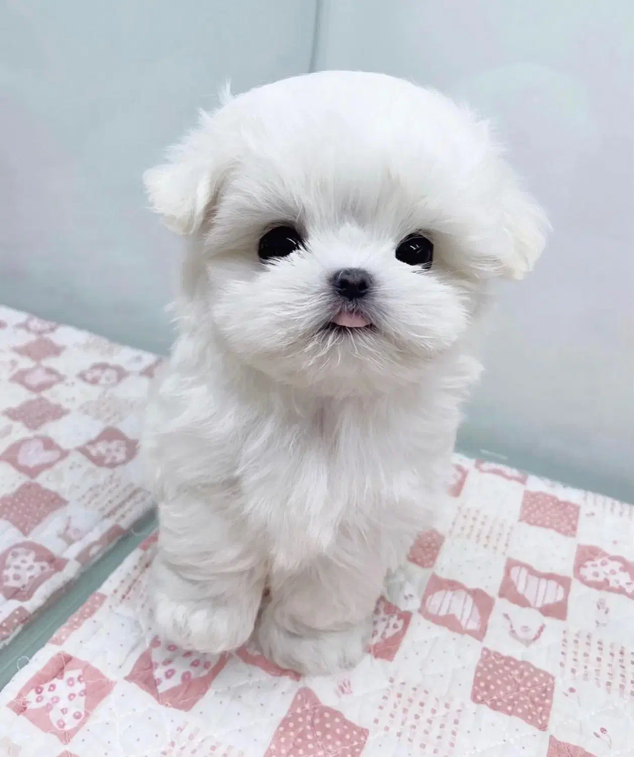 سگ باهوش|سگ|اردبیل, |دیوار