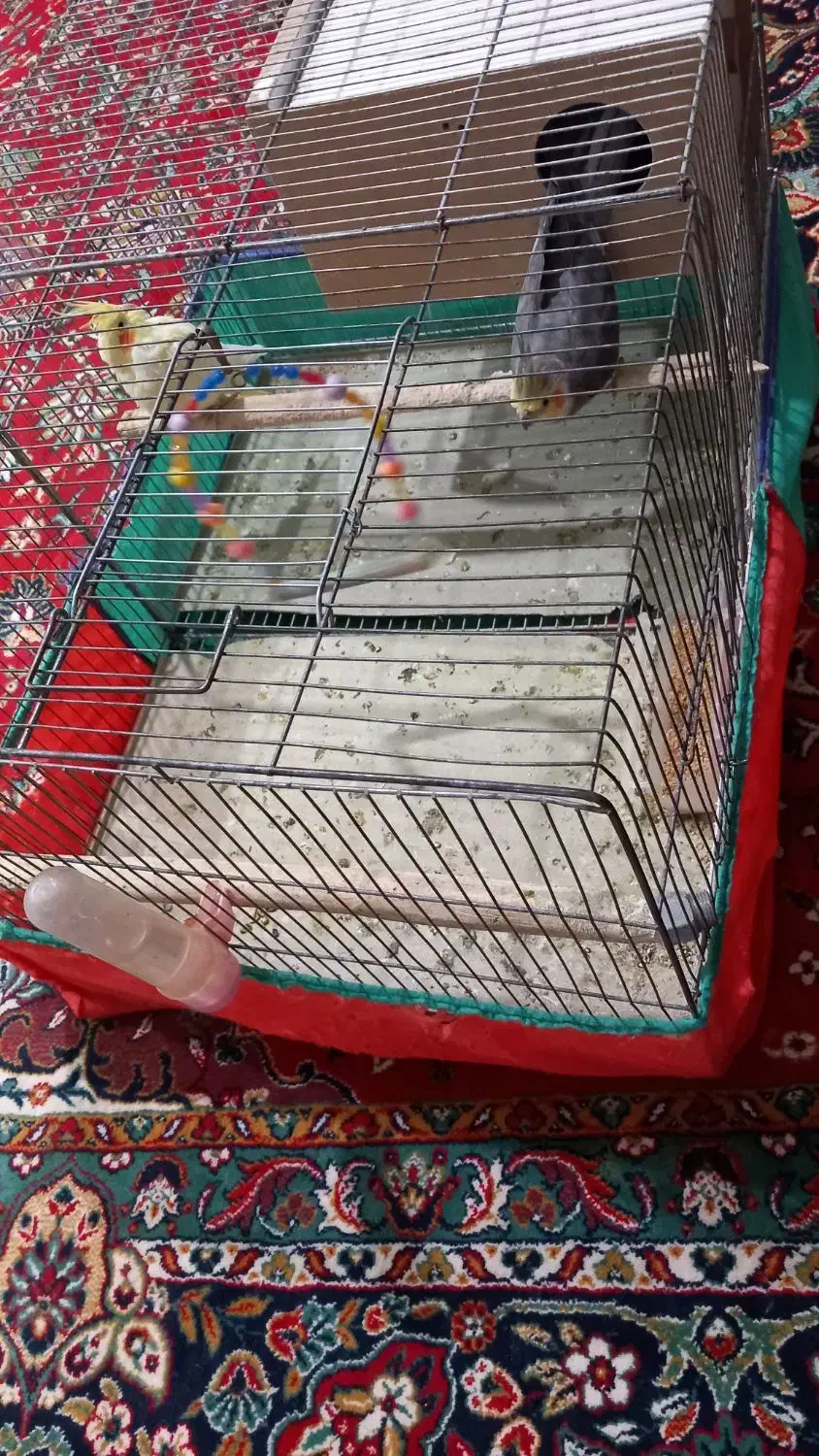 عروس هلندی|پرنده|سردرود, |دیوار