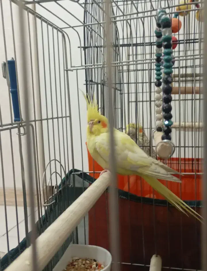 یک عدد عروس هلندی نر بالغ|پرنده|شاهدشهر, |دیوار