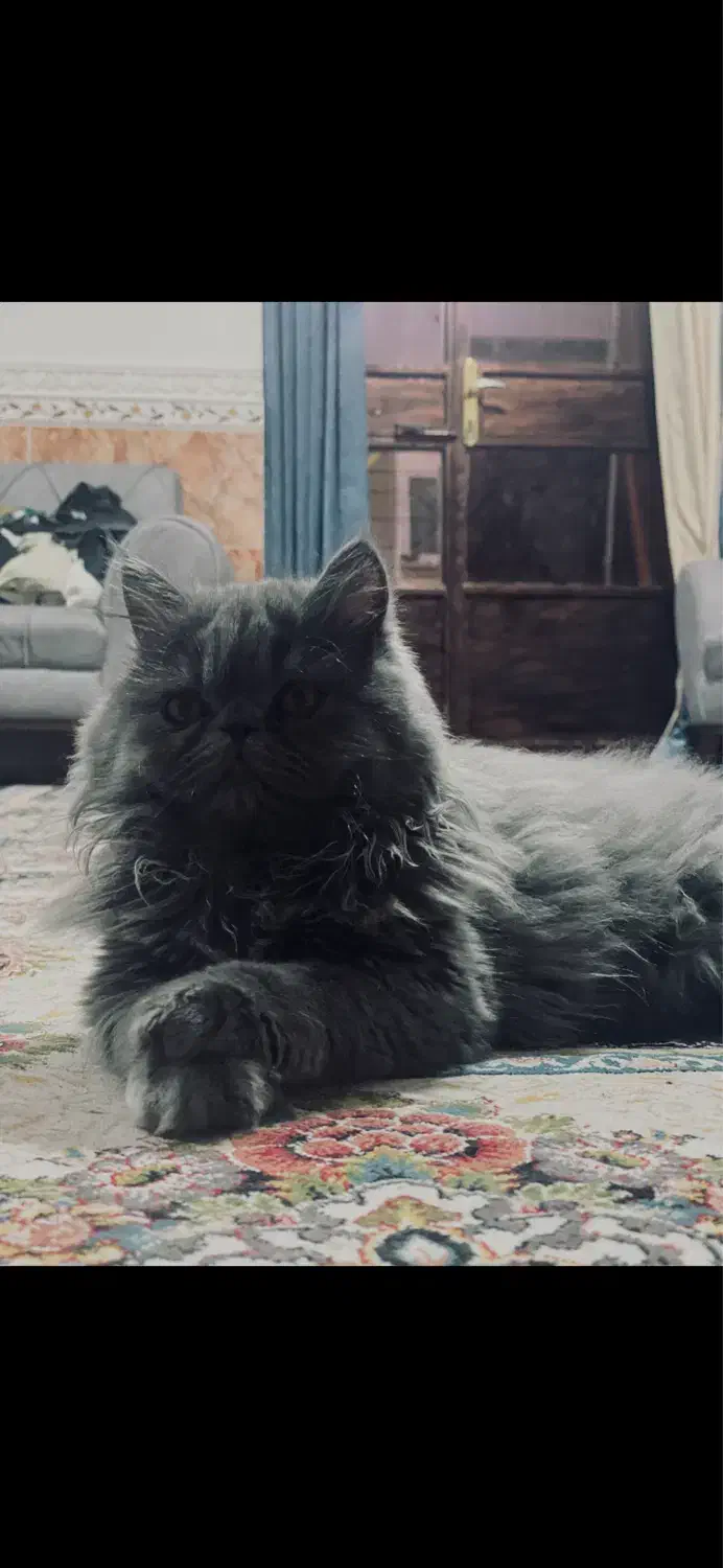 گربه پرشین|گربه|قشم, |دیوار