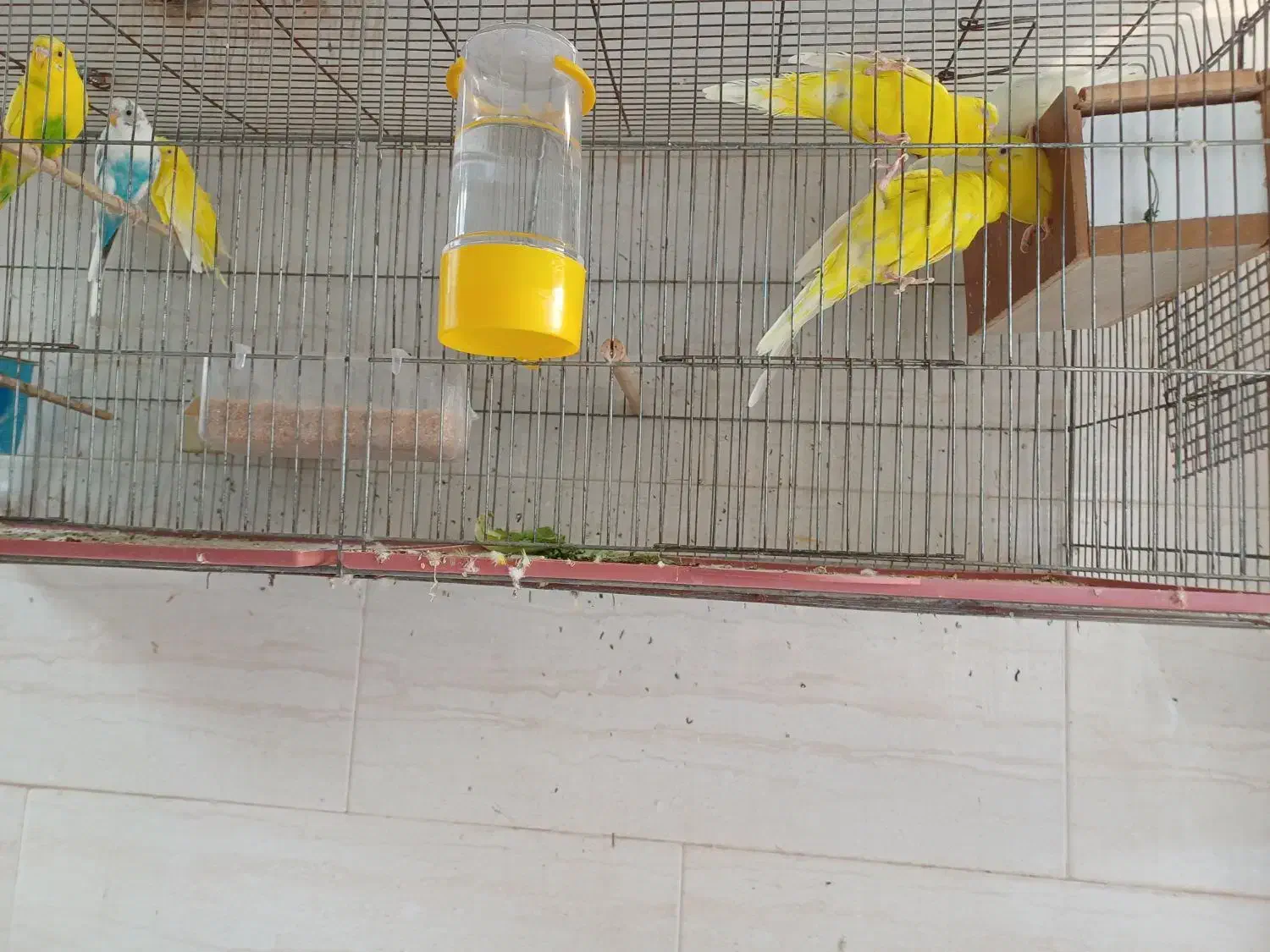 مرغ عشق|پرنده|آبپخش, |دیوار