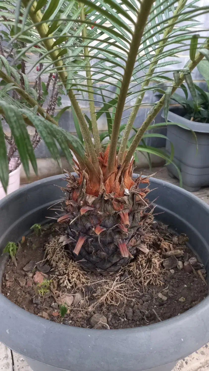 فروش گل سیکاس در رودسر گیلان|گل و گیاه طبیعی|رودسر, |دیوار